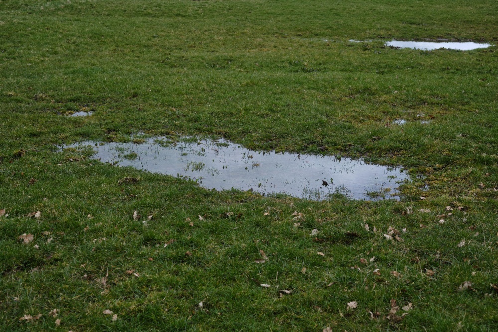 Standing Water in a Yard